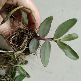 Phi điệp Châu Như gieo hạt