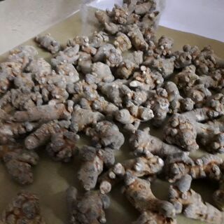 [FREESHIP 99K TOÀN QUỐC]TAM THẤT BẮC XỊN 100% LOẠI 7,8 CỦ 100G