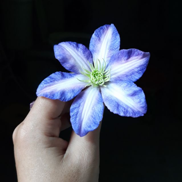Clay Flowers Nguyen Huong