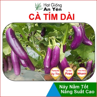 Hạt giống Cà Tím Dài thu hoạch sớm, dễ trồng, nảy mầm cao, sinh trưởng khoẻ