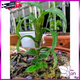 Lan Phi Điệp 🍀FREESHIP🍀 5 Cánh Trắng Bảo Duy [ Ươm Kie ]