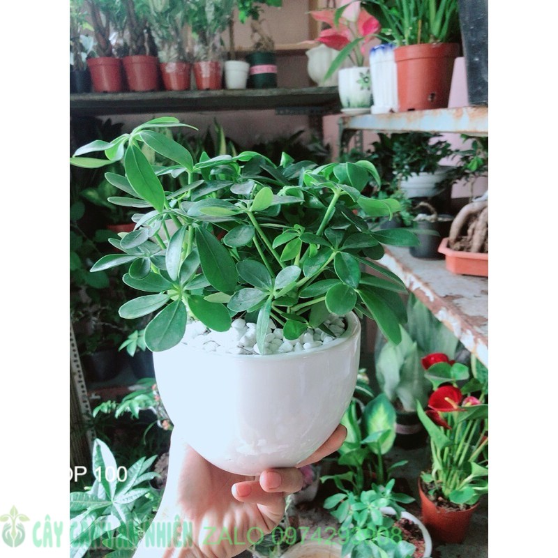 Chậu Ngũ Gia Bì Để Bàn