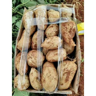 khoai sâm đất (ăn sống )