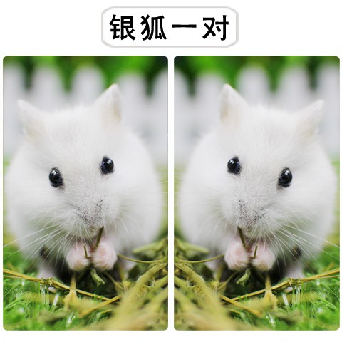 đẹp mới năm 2021hamster vật nuôi trong nhà chuột nhỏ động sống được gửi đến lồng ba dòng cáo bạc pudding tím xác