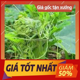 Hạt giống bí siêu ngọn bí ăn ngọn gói