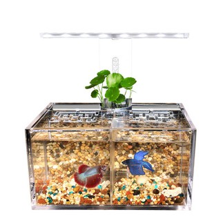 Bể cá betta 2 ngăn trong suốt