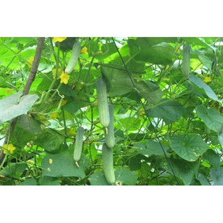 Hạt giống Dưa Chuột Nếp Ta