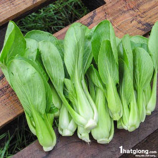 HẠT GIỐNG CẢI CÁC LOẠI
