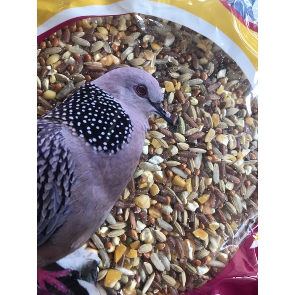 Bifood seeds for birds