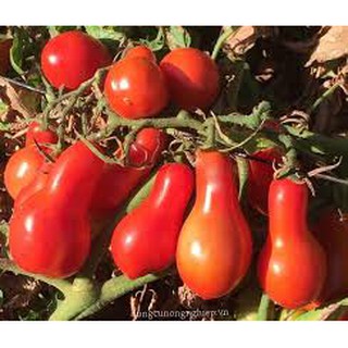 Hạt giống Cà chua quả lê đỏ 0.1gr❤️FREESHIP XTRA❤️