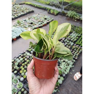 Cây trường sinh cẩm thạch