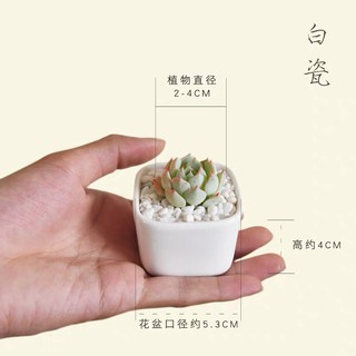 Set chậu sứ trắng để bàn [Tặng kèm khay gỗ]
