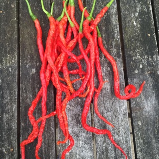 HẠT GIỐNG ỚT TÓC DÀI