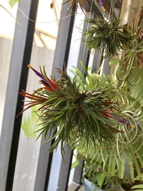 Cây không khí kim Yến chùm -Tillandsia ion fuego