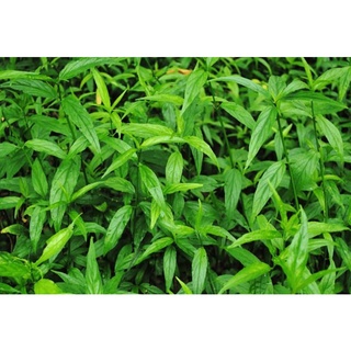 20 cành cây bìm bịp, xương khỉ, mảnh cộng.