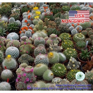 1GR 400.HẠT Hạt Giống Xương Rồng Mix (| -KD: B30*V42)
