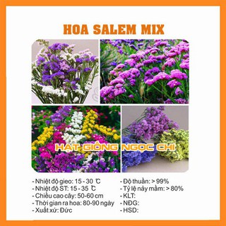 Hạt Giống Hoa Salem Mix - 100 Hạt