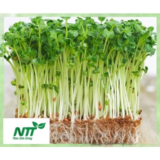 Hạt Giống Rau Mầm dinh dưỡng. Hạt giống Thuận Nông