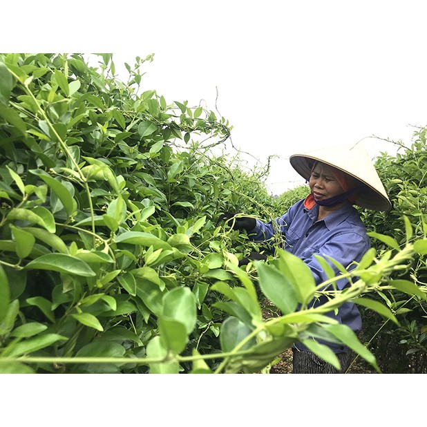 Dây Thìa Canh Tươi Hải Hậu