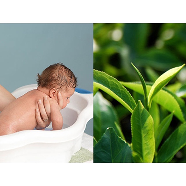 LÁ CHÈ XANH thái nguyên ( LÁ GIÀ TƯƠI) 1kg , Uống giải nhiệt, tắm trẻ em, khử trùng | BigBuy360 - bigbuy360.vn