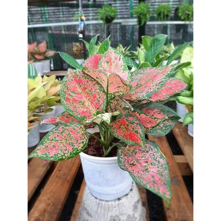 Cây vạn lộc