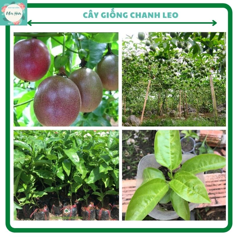 Cây chanh leo (chanh dây) quả tím-vàng,ra quả sau 3 tháng trồng(mùa đông cây sẽ chỉ có mầm mà không còn lá già)