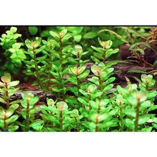 Cây lệ nhi | cây thuỷ sinh dễ trồng - không cần co2