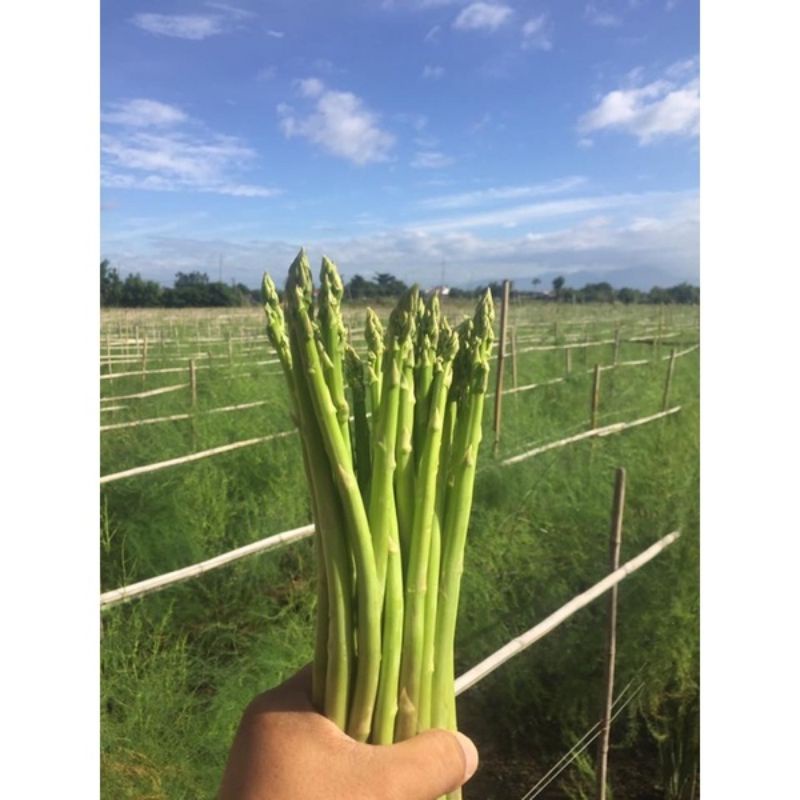 COMBO 5 CÂY GIỐNG MĂNG TÂY THÁI 5 THÁNG CHO MẦM