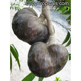 CÂY BÌNH BÁT Đen giống