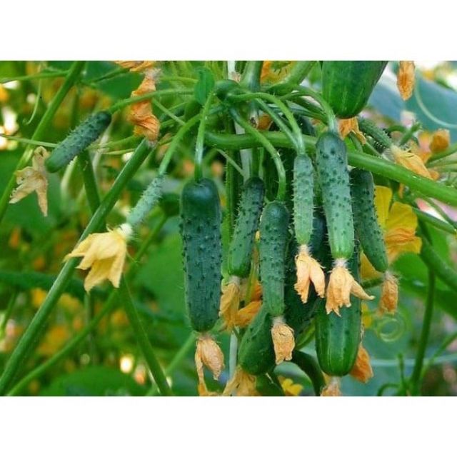 Hạt giống dưa leo chùm, dưa chuột