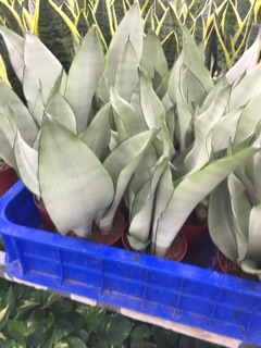 Lưỡi hổ bạch kim chậu 1 cây
