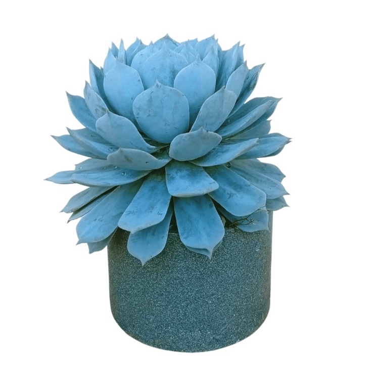 Cây sen đá ngọc trinh để bàn kèm chậu, Quà tặng sen đá LAFA GARDEN