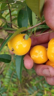 Cây cherry vàng