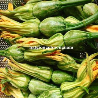 10 H - hạt giống bí nụ