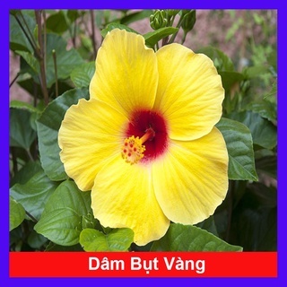 caykiengsadec - Cây Hoa Dâm Bụt Vàng - Cây cảnh sân vườn