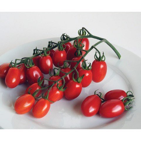 Hạt giống cà chua trái cây siêu ngọt SUPER SWEET - cà chua bi ngọt nhất trong các loại cà chua trái cây