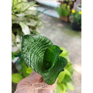Cây lưỡi mèo Thái lan lùn