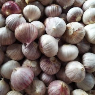 TỎI CÔ ĐƠN SIZE TO 1 KG
