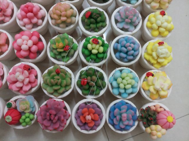 Sen đá chậu 5cm mẫu tháng 7
