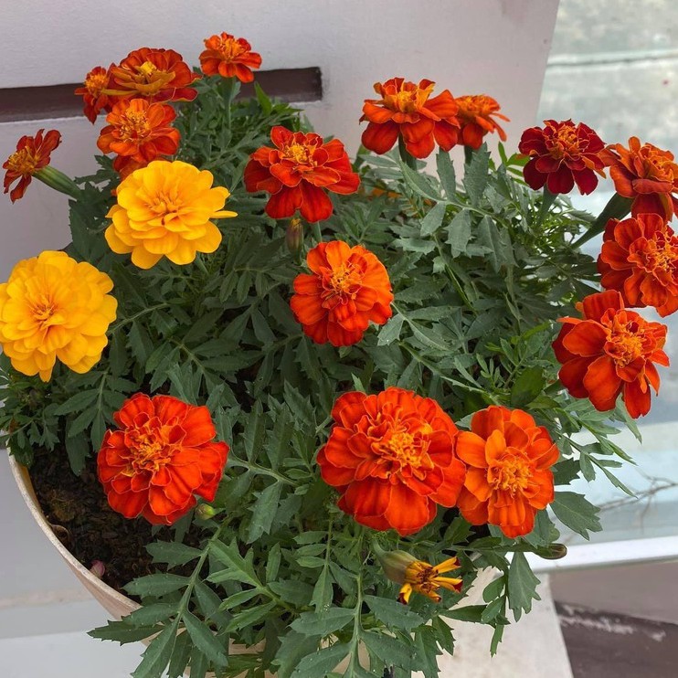 Hạt giống hoa vạn thọ (tặng kèm phân, gói 150 hạt)