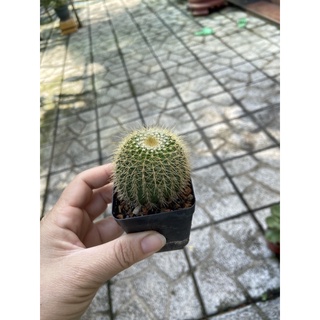 Xương rồng bóng vàng