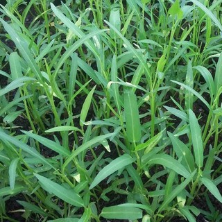 Hạt giống rau muống gói 100 gam