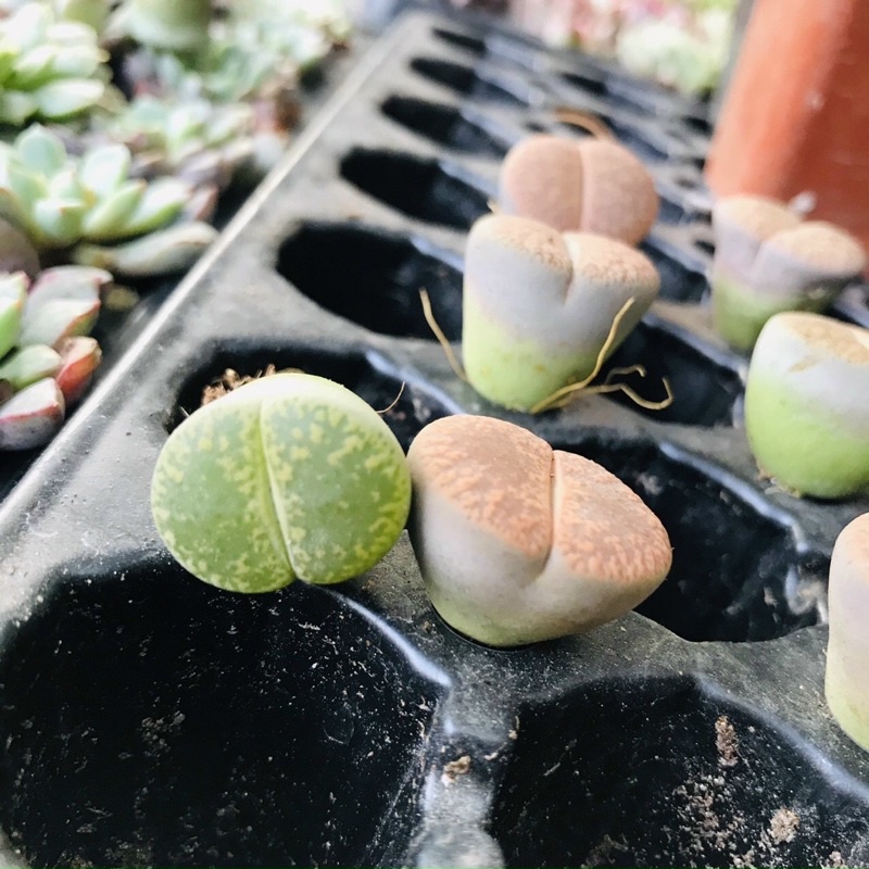 MÊ MẨN VỚI NHỮNG VIÊN SỎI SỐNG LẠ MẮT - LITHOPS