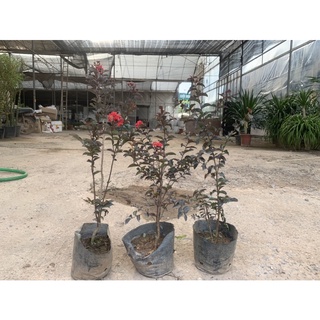 tường vi huyết long