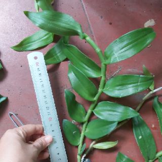 Phi điệp den mento