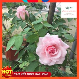 Hoa Hồng Cổ Vân Khôi [🏵️ MÙI THƠM NHẸ DỊU🏵️]