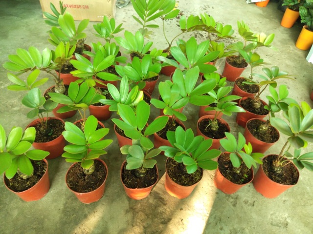 THIÊN TUẾ MÊXICO