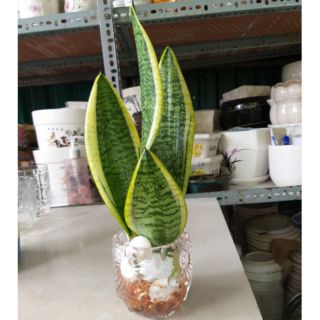 Lưỡi hổ Thái trồng thủy sinh