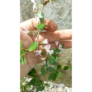 Linh sam siêu bông màu hồng