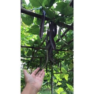 HẠT GIỐNG ĐẬU RỒNG TÍM